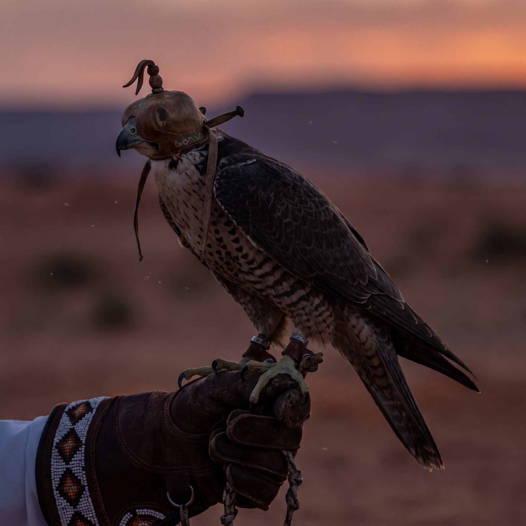 Falconry